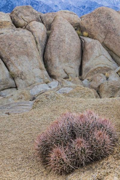 CA, Alabama Hills Barrel cactus and boulders